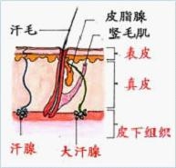 狐臭发病原因分析.JPG