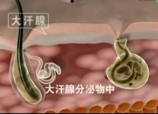 分泌物中.JPG
